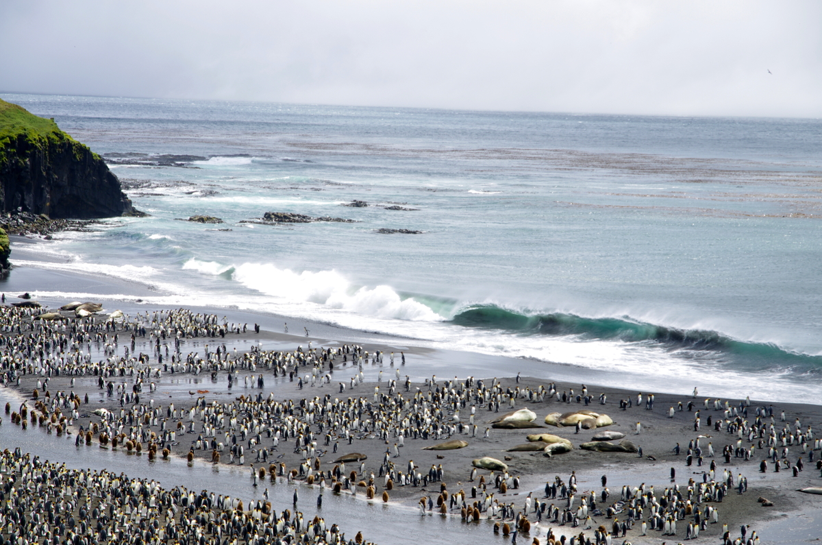 ECONERGY_#119 (@econergy1) on Twitter photo Please RT 🐧🇹🇫:
Postdoc position (12 months) to work on king penguin ecophysiology in the context of climate change.
Field trip of 3-6 months is forecasted.
Application DL = 01/09/23
Start date = 01/10/23 or spring 24
info: antoine.stier@iphc.cnrs.fr
euraxess.ec.europa.eu/jobs/128830r Please RT 🐧🇹🇫:
Postdoc position (12 months) to work on king penguin ecophysiology in the context of climate change.
Field trip of 3-6 months is forecasted.
Application DL = 01/09/23
Start date = 01/10/23 or spring 24
info: antoine.stier@iphc.cnrs.fr
euraxess.ec.europa.eu/jobs/128830r