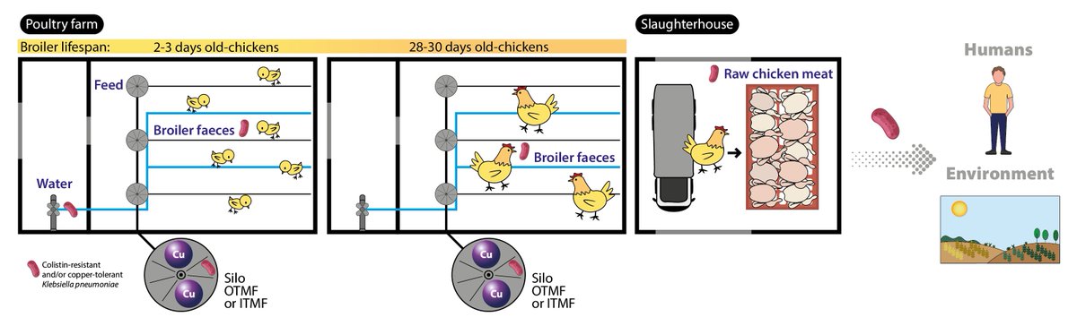 New study led by Patrícia Antunes @BacTdrugs_lab  revealed the impact of long-term colistin restrictions at Portuguese chicken farms, emphasizing the importance to mitigate antimicrobial resistance and guide effective public health policies.

More:bit.ly/3OgDDFZ