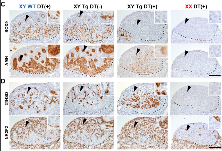 Partial male-to-female reprogramming of mouse fetal testis by Sertoli cell ablation

Read this #OpenAccess Research Article by Kenya Imaimatsu, Ryuji Hiramatsu, Ayako Tomita, Hirotsugu Itabashi &amp; Yoshiakira Kanai <a href="/UTokyo_News_en/">UTokyo | 東京大学</a>:

journals.biologists.com/dev/article/15…
