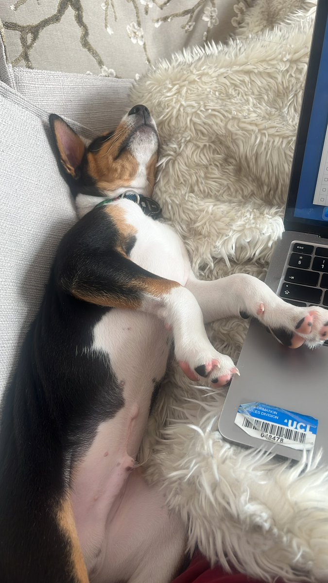 My tiny potato snoozing in the job