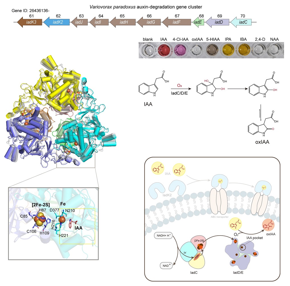 PLOSBiology's tweet photo. Plant-associated #bacteria can modulate levels of the plant hormone #auxin, affecting growth & yield of #crops. This study reveals how the bacterium #Variovorax uses proteins encoded by a novel gene cluster to degrade auxin #PLOSBiology https://t.co/Todc2R6waI https://t.co/YCwgyJTwzP
