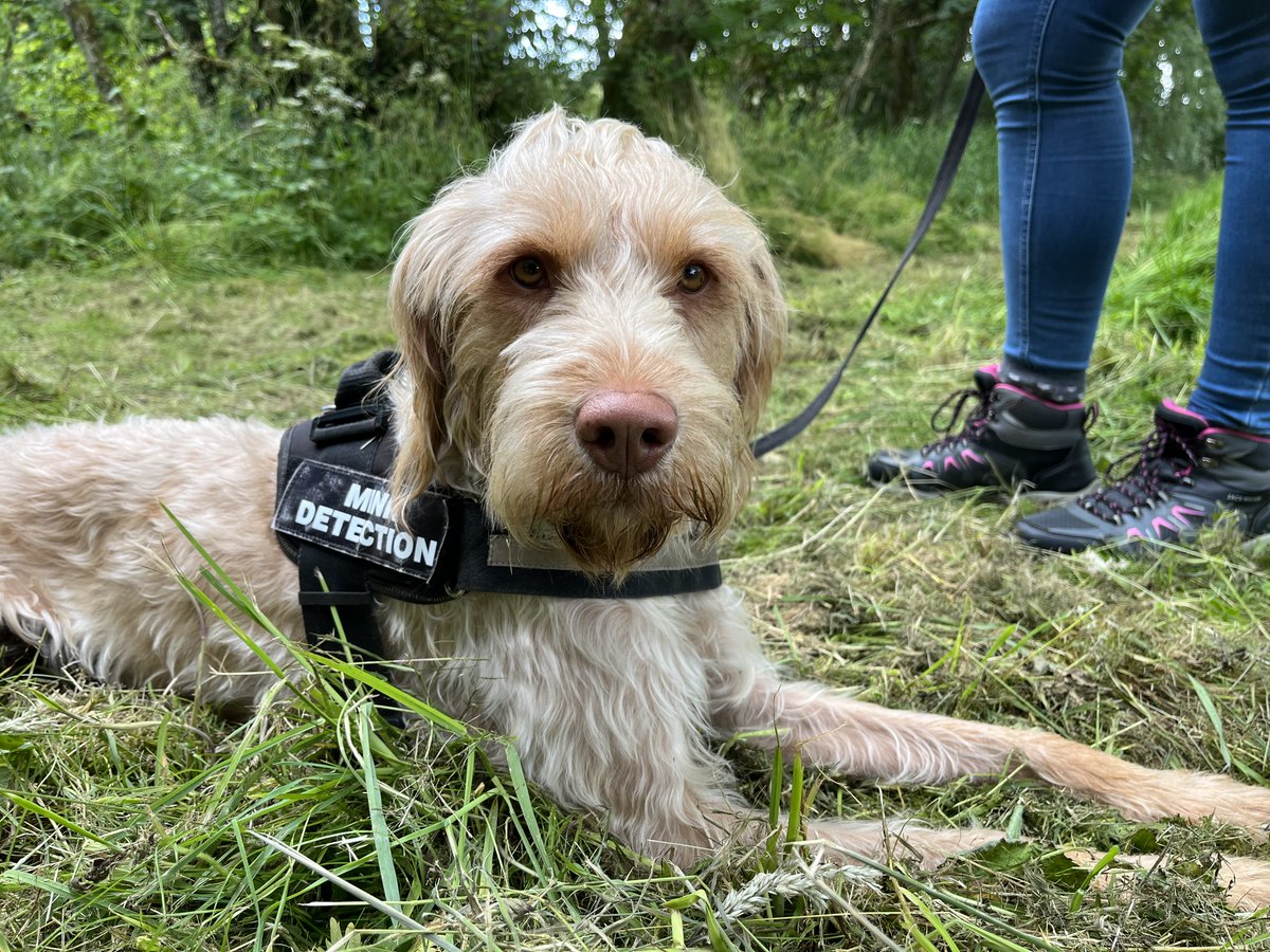 SISI_project's tweet photo. Meet Bonnie - the mink detection dog!
Bonnie, Mirella (Bonnie's owner and SISI Project Officer) and volunteer Jon were joined by STV's @HaleyBouma to chat about our American mink control work and Bonnie's special talents at sniffing out these invasive predators. https://t.co/24nNBu9TVg