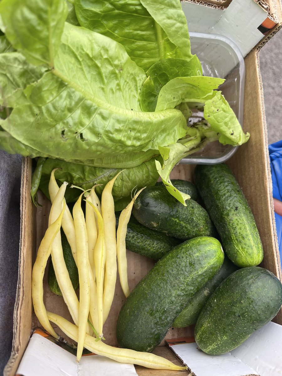 ace_reda's tweet photo. @hillwestprimary Allotment is full of vegetables. I am so excited kids are so interested in growing vegetables and keep asking loads of questions about them. I hope we will have a pumpkins for Halloween🎃🎃 https://t.co/k9aayK3kPu