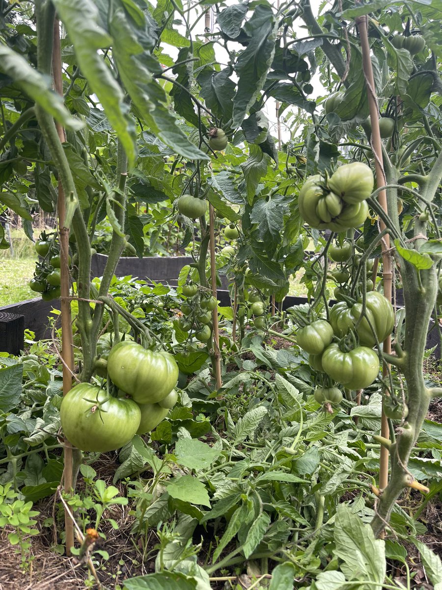 ace_reda's tweet photo. @hillwestprimary Allotment is full of vegetables. I am so excited kids are so interested in growing vegetables and keep asking loads of questions about them. I hope we will have a pumpkins for Halloween🎃🎃 https://t.co/k9aayK3kPu
