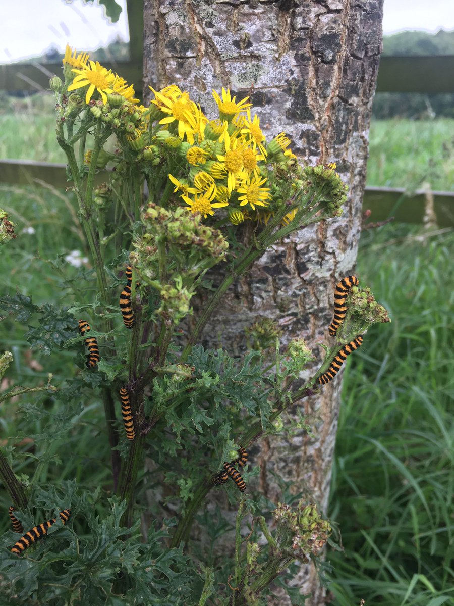 PcmoylanPat's tweet photo. Black and Amber cinnabar moth larvae swarm the green leaves of the ragwort plant on a recent farm visit - is it a prelude of @KilkennyCLG v Limerick next Sunday ? https://t.co/sbOhFwGn0K