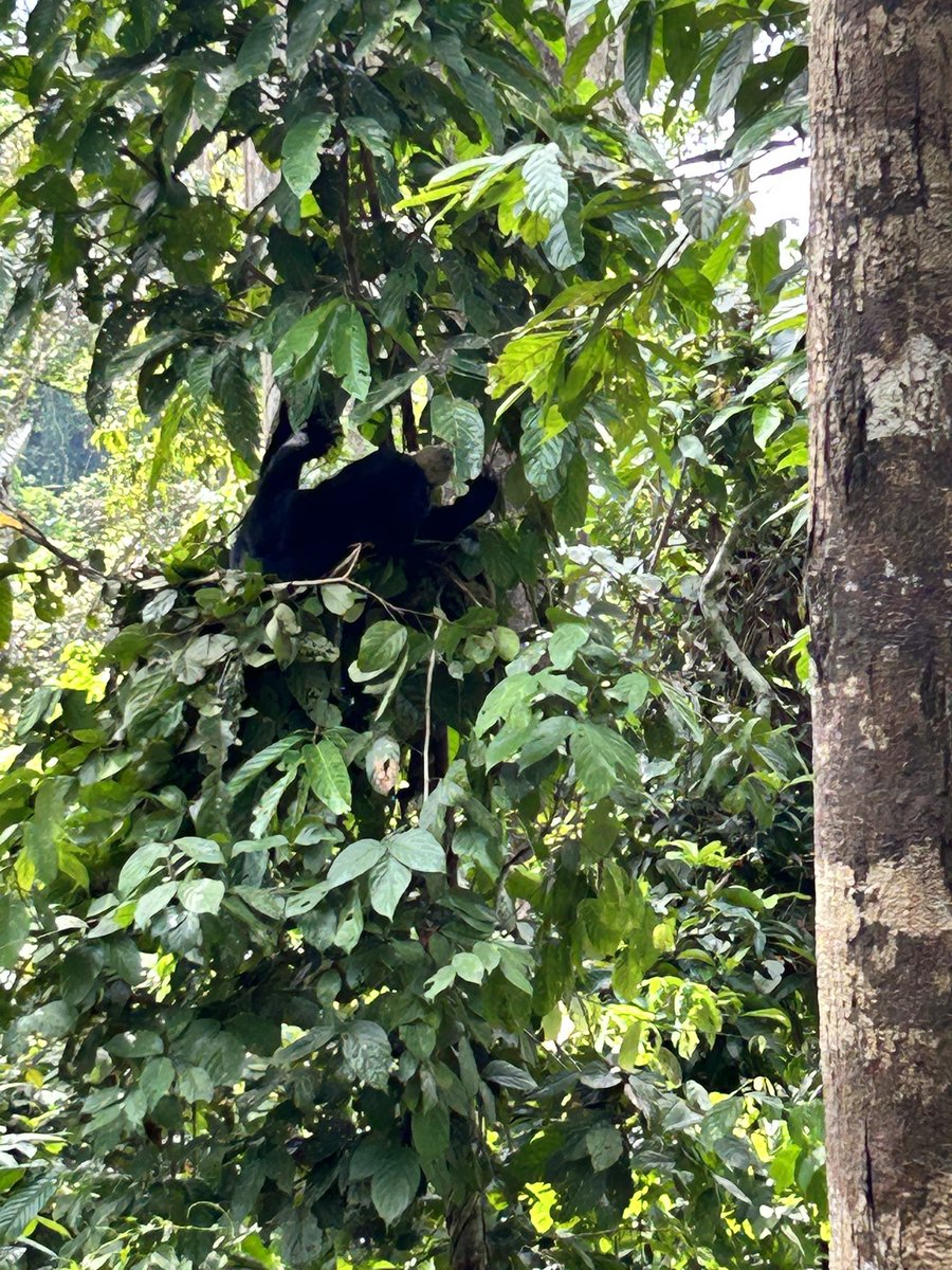 From cold Mount Kinabalu to the tropics of Sepilok! Orangutans, sun bears, monkeys and butterflies were in abundance today. We are so thankful for everything <a href="/orangutanappeal/">Orangutan Appeal UK</a> and <a href="/BSBCC_SunBear/">BSBCC</a> are doing to preserve the unique biodiversity #LEHSchool #Borneo #nodogsmercury