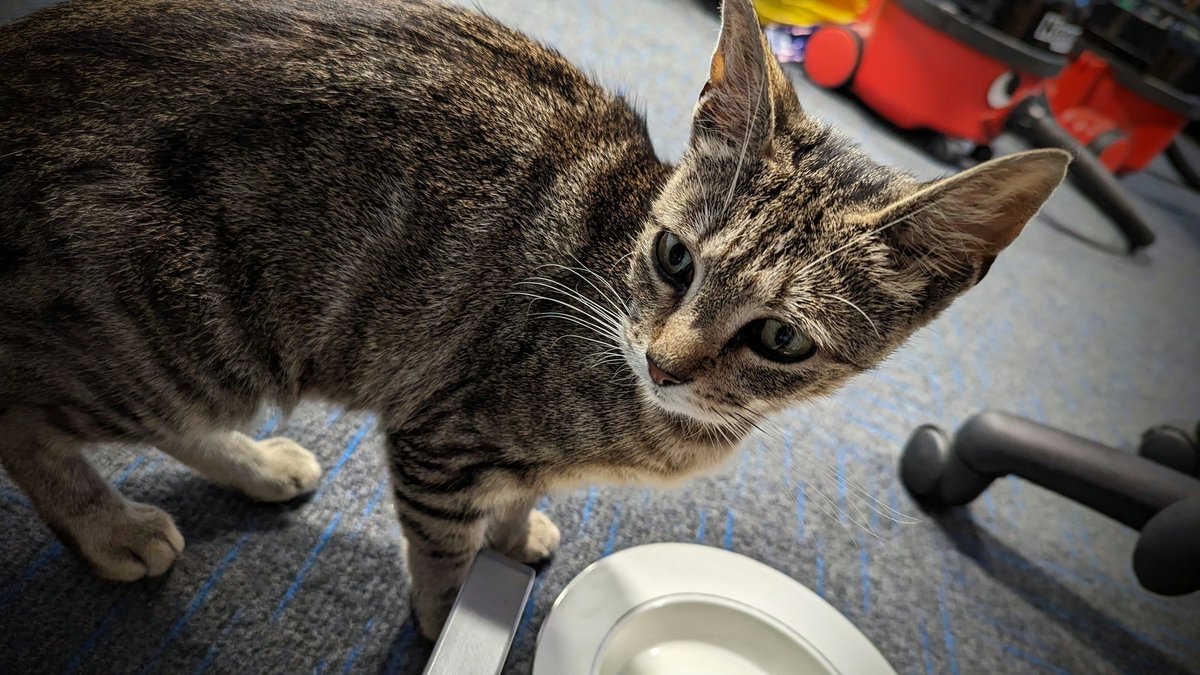 Well this is new...hoping he will be reunited but if not do we have a #TheatreCat in training ? 
#Lostpets #Skegness unneutered young male - thin but very sociable. Currently <a href="/EmbassySkegness/">Embassy Theatre, Skegness</a> please share #catslost