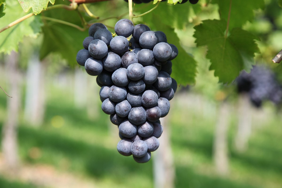 🏰#montevibiano is one of our selected sustaible best practices at <a href="/green_vineyards/">Green Vineyards</a> project🍇
Learn how they do it here ➡️greenvineyards.eu/green-vineyard…

📢Want to know more, visit our Sustainable Practices for Wine Sector ➡️greenvineyards.eu/wp-content/upl…