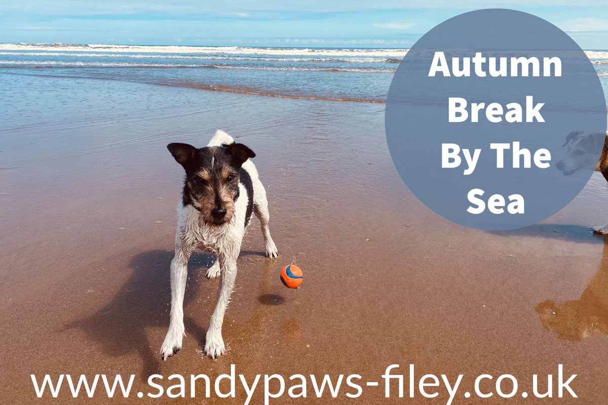 sandypawsfiley's tweet photo. Availability from September 2023. https://t.co/SbcaMkEz5y