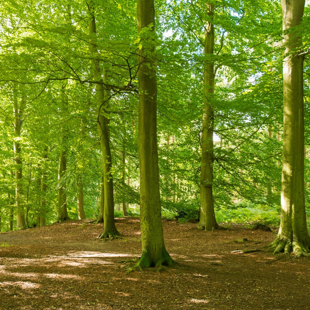 Birdholme's tweet photo. Step into Robin Hood’s Shoes!

Just a short stop from Birdholme, enjoy a day out in Sherwood Forest this summer!

#birdholme #birdholmeglamping #sherwoodforest #robinhood #nottinghamforest #summerholidays #summerholidayfun #familyholidaysuk #luxuryglamping #glampinguk https://t.co/munYOenshG