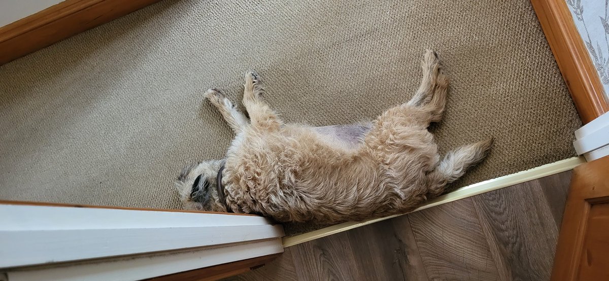 Who needs a draft excluder when you have a Dougie.