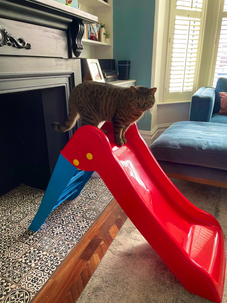 ErnieBernieBlue's tweet photo. New toy in the house 😼😹 https://t.co/x8pmtnKkYG