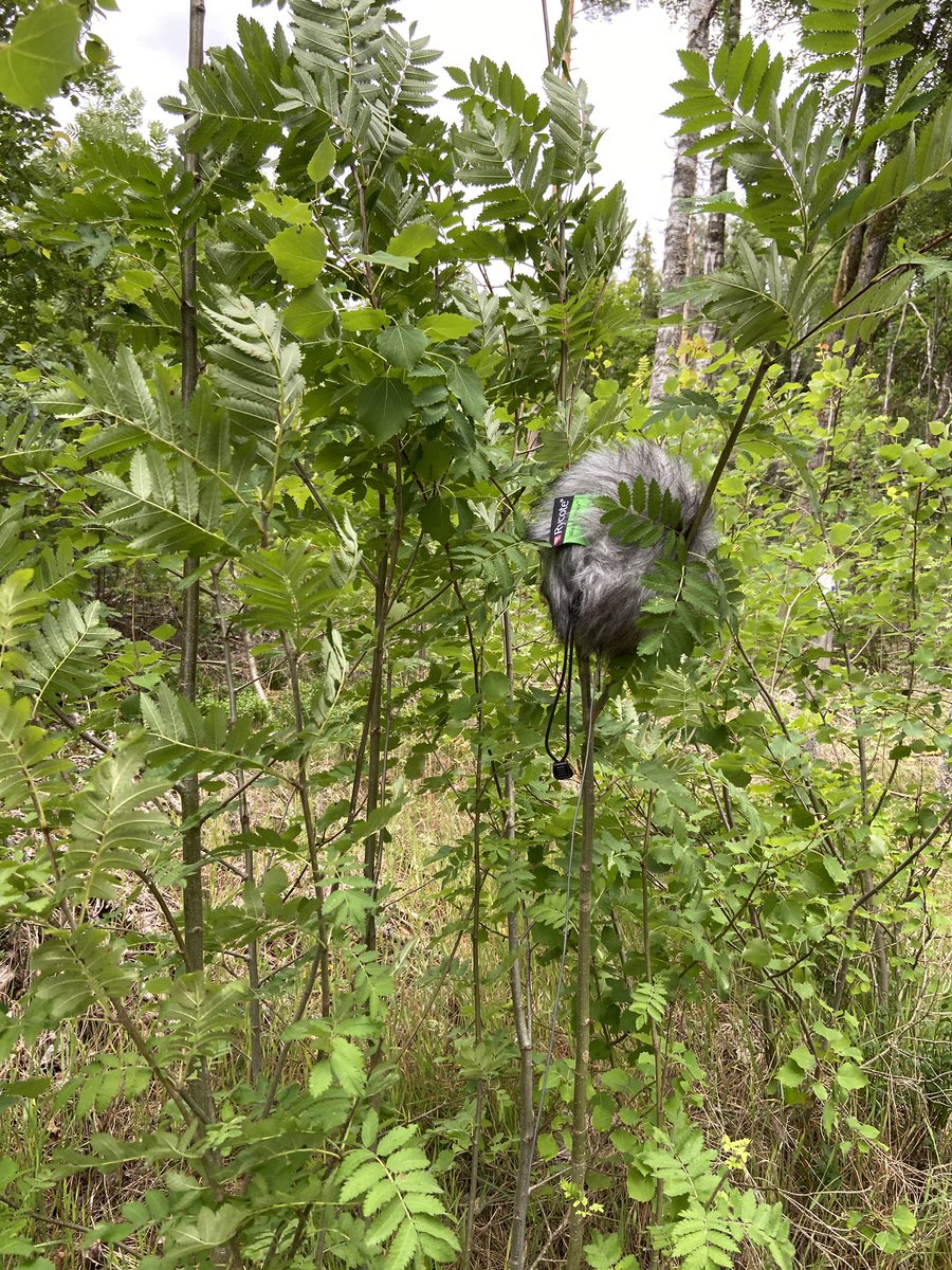 Mikkel Nielsen tweet media