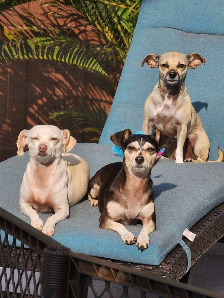 skstephens1's tweet photo. @LiliCarterDavis @Dalbodog Chiweenies are awesome! https://t.co/bKL40FNxHo