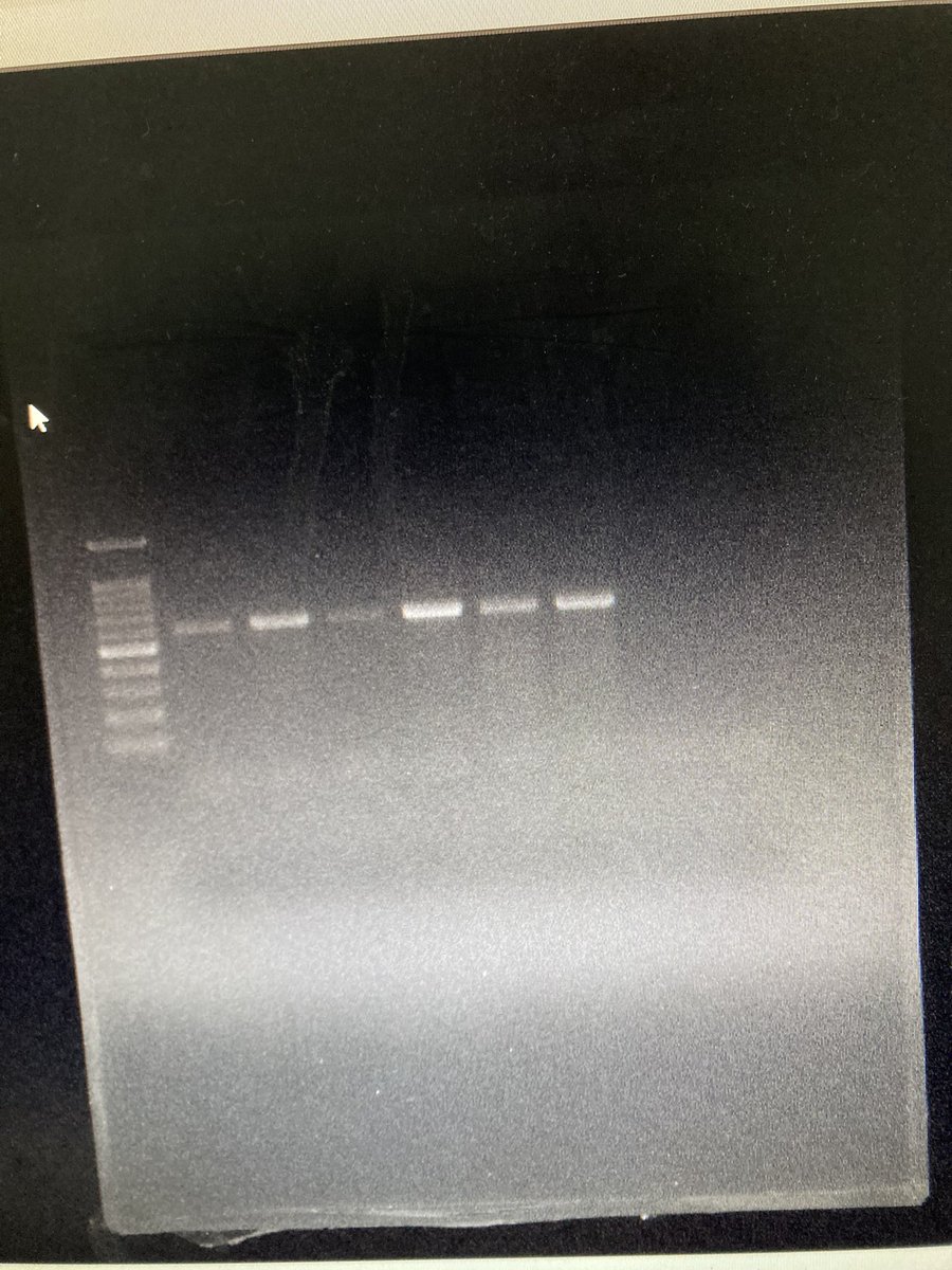 Hendelab's tweet photo. So many moving parts and experiments going on here at @Hendelab ! Every week something new and exciting!  

Check out our labs publications here: 
https://t.co/LUP1IBtgFH

#breakthrough #Science #therapy #gene #workplace https://t.co/fjyjnU4CeW