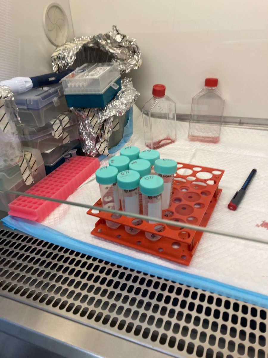 Hendelab's tweet photo. So many moving parts and experiments going on here at @Hendelab ! Every week something new and exciting!  

Check out our labs publications here: 
https://t.co/LUP1IBtgFH

#breakthrough #Science #therapy #gene #workplace https://t.co/fjyjnU4CeW