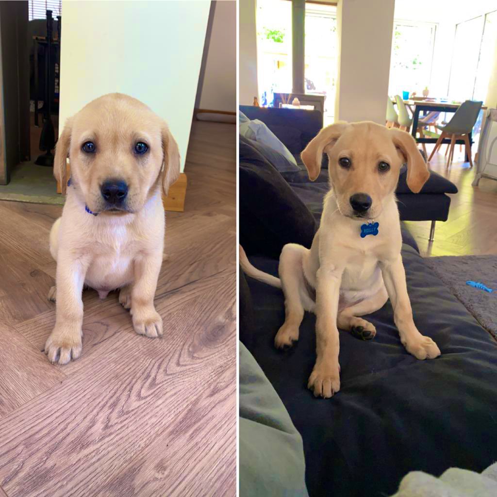 The difference 5 weeks makes. 

They grow up so fast. 🐶🐾

#Luca #Labrador #puppy