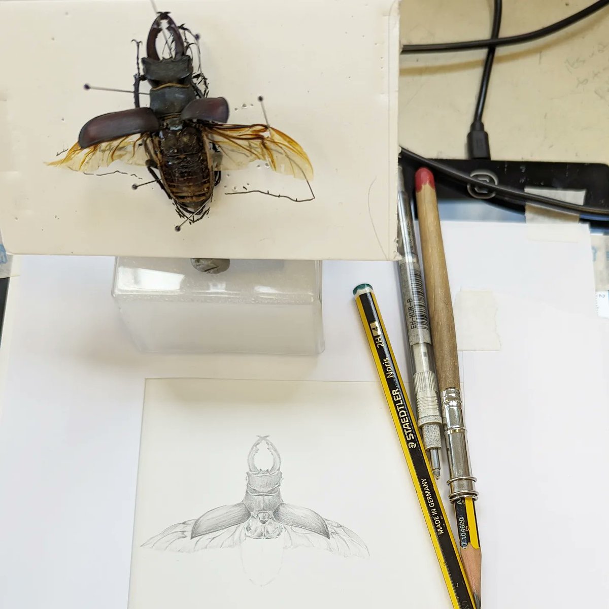 Louisa_Crispin's tweet photo. Working on the Stag Beetle
Back in the studio after an amazing @The_RHS Hampton Court Garden Festival
Still on my "to see" list!
I'm quietly adding piles of wood under the hedges... Maybe one day
#stagbeetle #drawing #drawingforpleasure #drawinginsects #insectwatch https://t.co/hP1daY8yHB