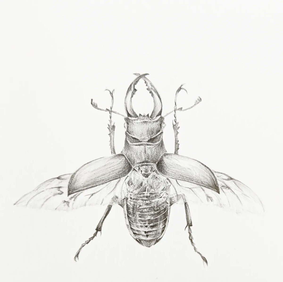 Louisa_Crispin's tweet photo. Working on the Stag Beetle
Back in the studio after an amazing @The_RHS Hampton Court Garden Festival
Still on my "to see" list!
I'm quietly adding piles of wood under the hedges... Maybe one day
#stagbeetle #drawing #drawingforpleasure #drawinginsects #insectwatch https://t.co/hP1daY8yHB