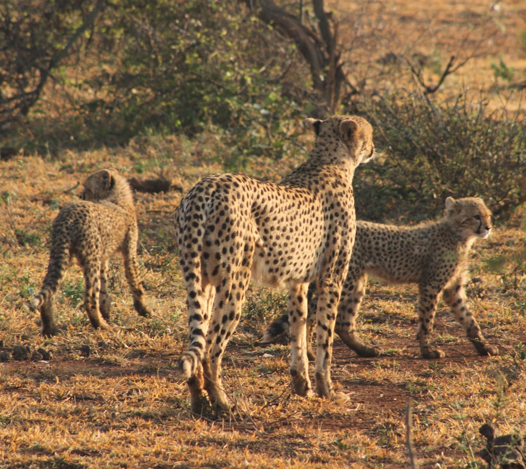 A lucky sighting on a game drive. A successful cheetah mom with two cubs. They can have up to 6 cubs! 

#cheetah #catsofinstagram #welcomewednesday #wednesdaywacky #myafricansafari #undertheafricansun #bucketlisttravel #meetmzansi #travelgram #needleslodge #krugerpark