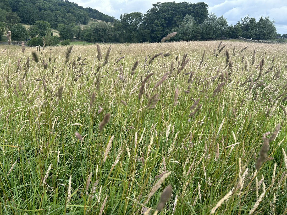herdyshepherd1's tweet image. Before 
During
After 
A major trample of organic matter 

This is how we’ve added masses of soil carbon and transformed some of our land 

Sheep mobbed up are the best tramplers by far for regen grazing - by miles 

This will grow back like it’s had nitrogen
