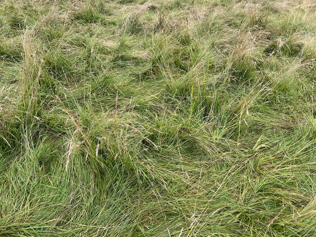herdyshepherd1's tweet image. Before 
During
After 
A major trample of organic matter 

This is how we’ve added masses of soil carbon and transformed some of our land 

Sheep mobbed up are the best tramplers by far for regen grazing - by miles 

This will grow back like it’s had nitrogen