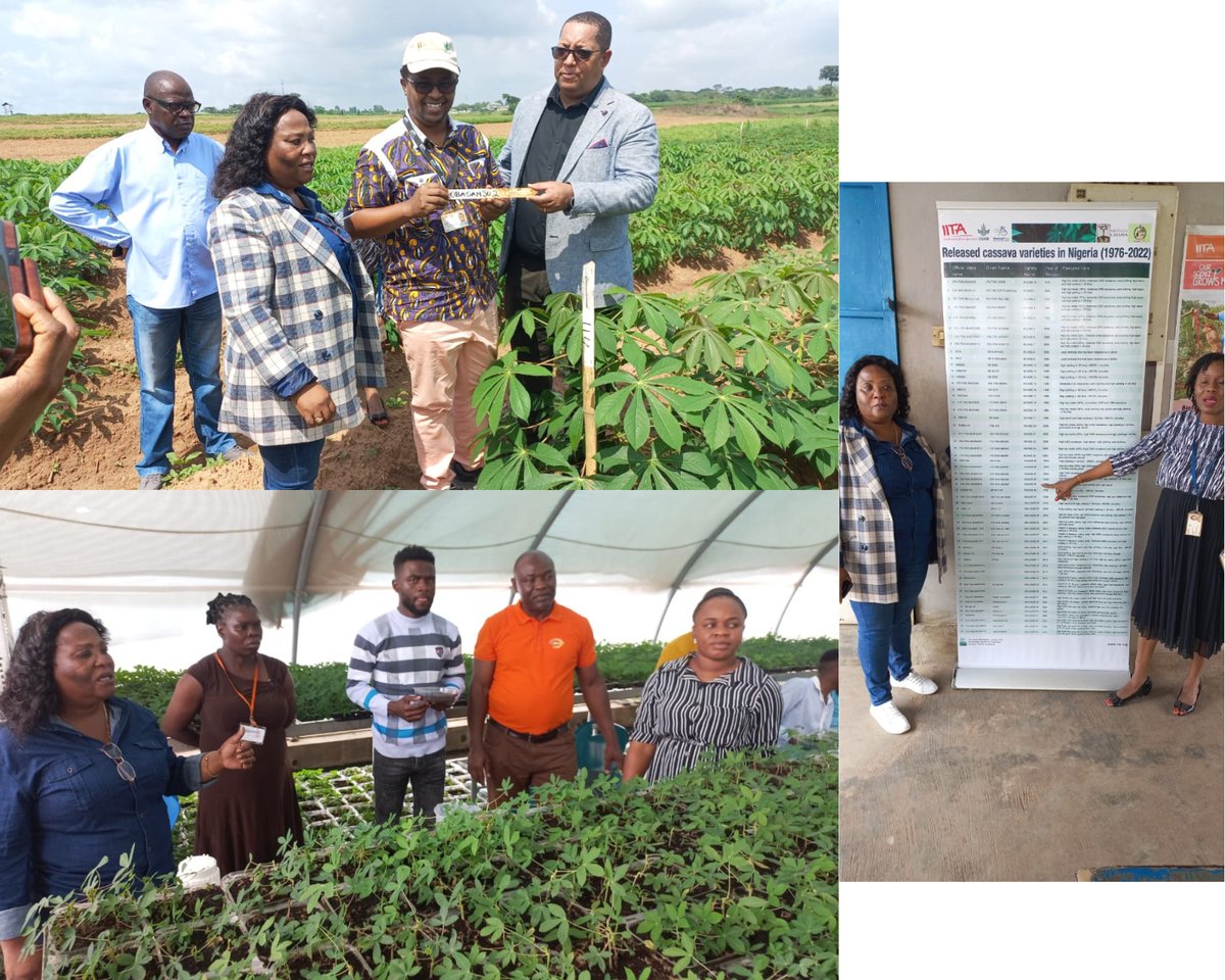 Taat_Africa's tweet image. 🌍🤝 A stimulating visit by the #Angolan Delegation is currently underway @IITA_CGIAR HQ. 🤝 They had insightful meetings with Senior Heads, such as Hilde Koper, Chrys Akem, and Michel Abberton, exploring various topics. The @IITADGOffice hosted a crucial discussion on the