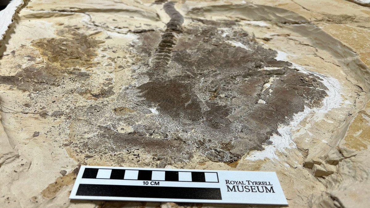 RoyalTyrrell's tweet photo. Did you know you can guess the age of this animal through its circular vertebrae? Like tree rings, fossil bones show lines of growth than can be counted. #RTMPCollections https://t.co/JReOH5Np3i