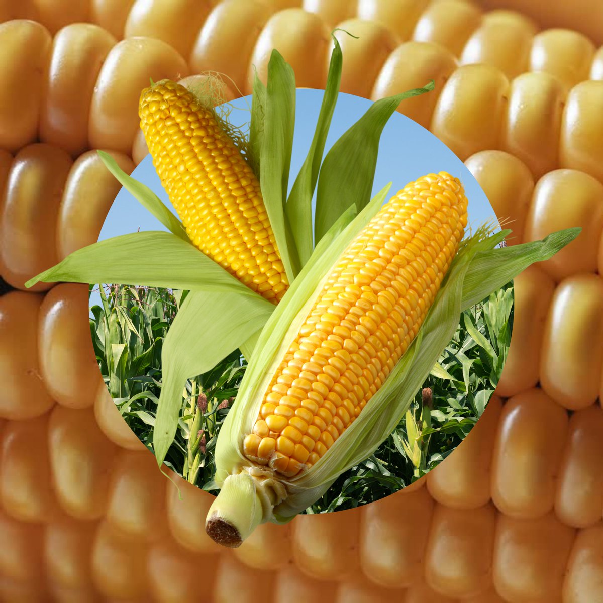 feedinggeorgia's tweet photo. July is #CornMonth! 🌽 Did you know that corn is a vegetable, a whole grain, AND a fruit?! There are more than 200 varieties of this versatile crop grown in the United States alone. Eating corn can help support eye health, digestive health, and the circulatory system! https://t.co/PpL8NpELLj
