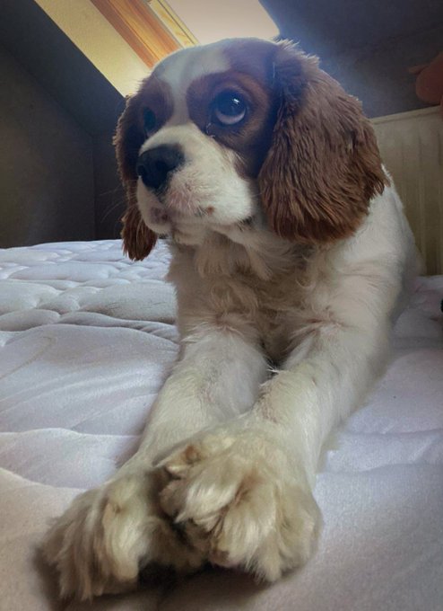 ❤️🐶🐾 https://t.co/5wRii8XuIO