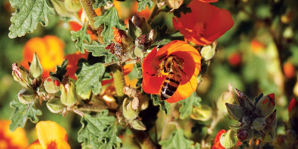 SyngentaTurf's tweet image. “The savings [in water usage] have been astronomical…so [the native areas] have really helped us.”

Check out this recent @Golfdom article to hear how #OperationPollinator 🌻🐝 is benefiting superintendents like Thom Wilbur in Scottsdale, AZ: bit.ly/43sjz7P