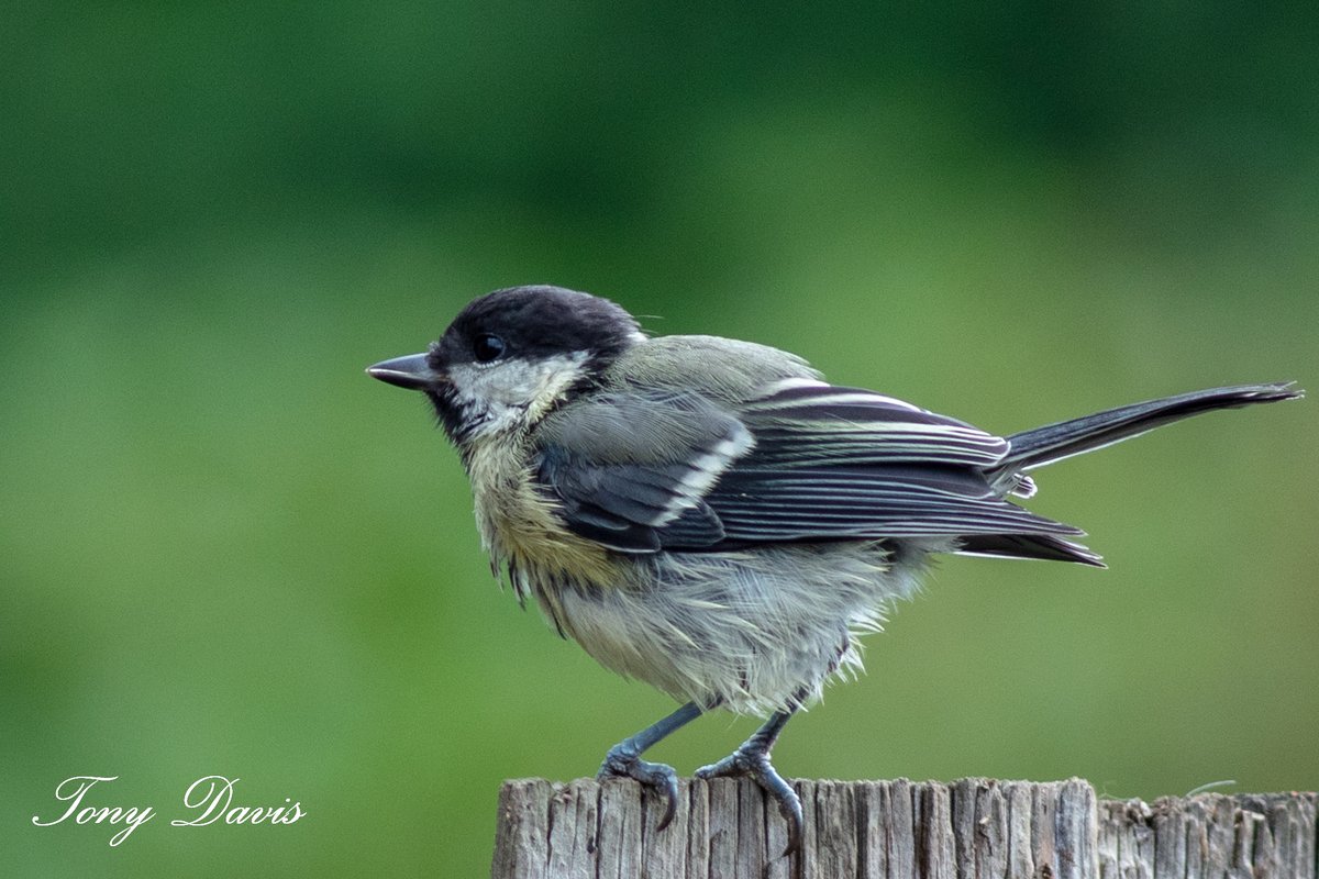 TonyDavis1956's tweet photo. Juvenile great tit #TwitterNatureCommunity #birdphotography #birdwatching #BirdTwitter #twitterbirds #BirdsofTwitter #BirdsSeenIn2023 #birds #birding  #wildlifephotography #NaturePhotography #Canon #eos5Ds @Natures_Voice https://t.co/BBaeaHWYtJ