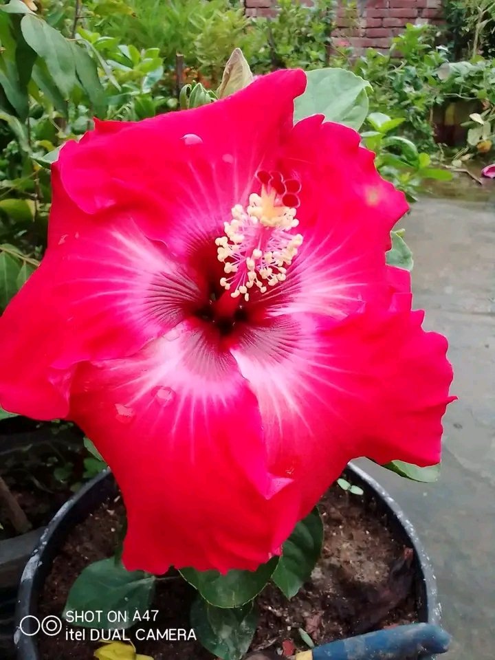 সুন্দর বলিয়া শরম দেবেন না😃