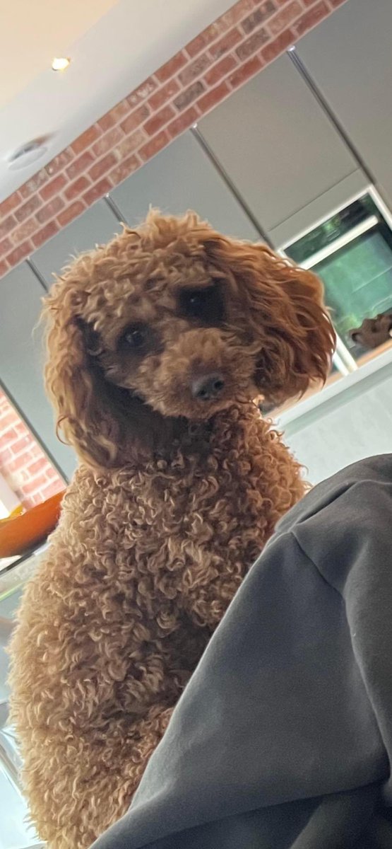 Our beautiful Harlie got spooked and ran off and is missing around Menlove Avenue in L18 by Calderstones Park please can you share ❤️❤️