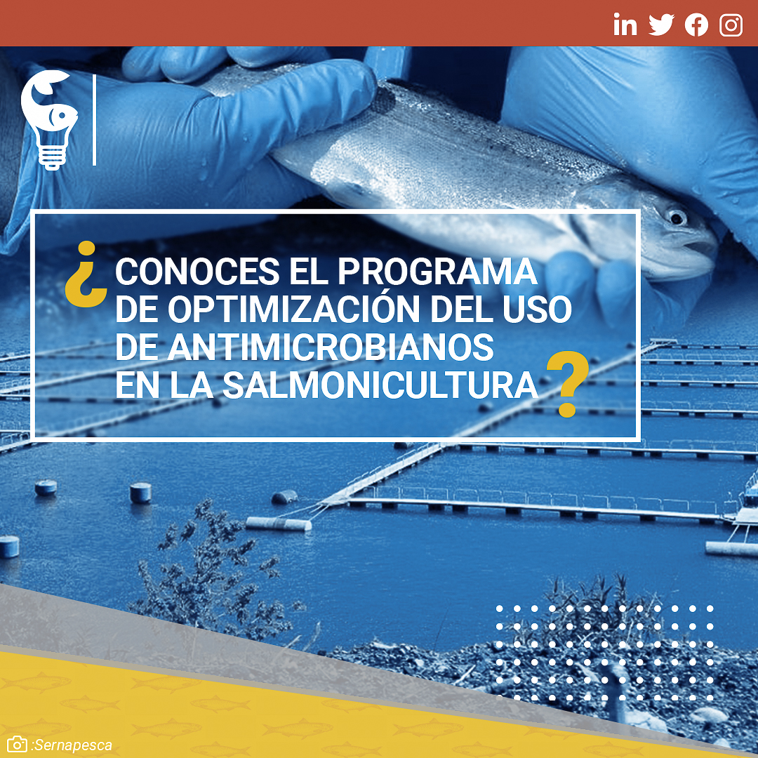 🐟¿Conoces el Programa de Optimización del Uso de Antimicrobianos (PROA)? Este busca reducir el uso de antibióticos en la salmonicultura reconociendo a los centros que se comprometen a cumplir con medidas más allá de la normativa. Más información: acortar.link/nKkGAK