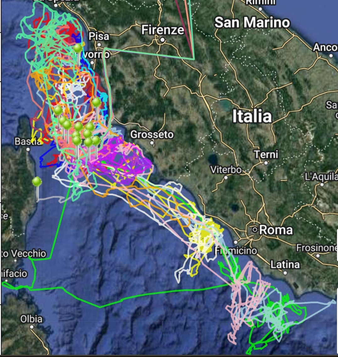 Linkin' Parks. Eight of them, if I counted well, from Monterosso to Gaeta. All the tracks of 20 #scopolisshearwater in 1 month, from #Pianosa colony. Chicks are hatching in these days, all mums and dads must now stay close to home.