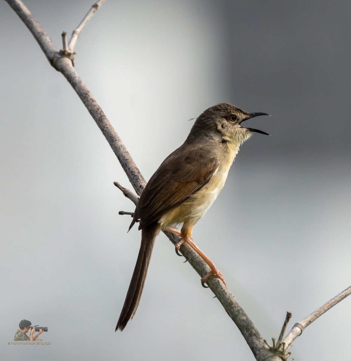 The #chirpy one…Ashy prinia #IndiAves #thephotohour #backyardbirding #birds