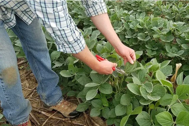 Tissue testing 🌽 and soybean as they transition to reproductive growth stages can provide a valuable snapshot of nutrient-sufficiency levels. Read more from soil fertility specialist Charlie White, here 👇extension.psu.edu/mid-season-cro…