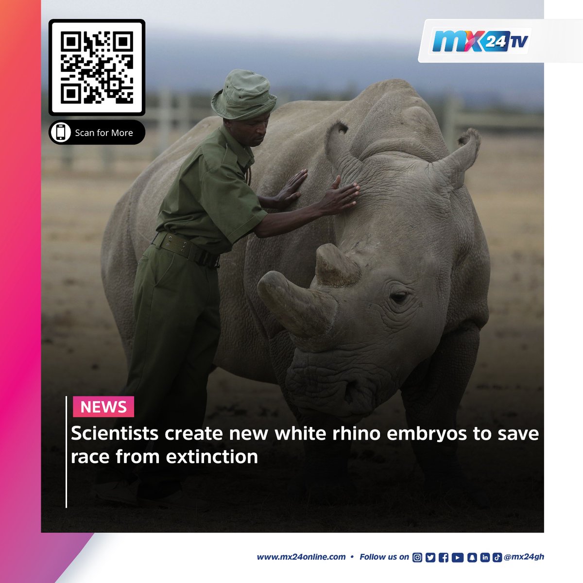 mx24gh's tweet photo. #mx24gh #funfearlessfactual #mx24news #Nkrumah #MemorialPark #BeyondtheReturn #BullionVan #Nigeria #Anthrax #WhiteRhino #Embryo #Giggs #PSG #Kane #Spurs https://t.co/UBShQ24dRf