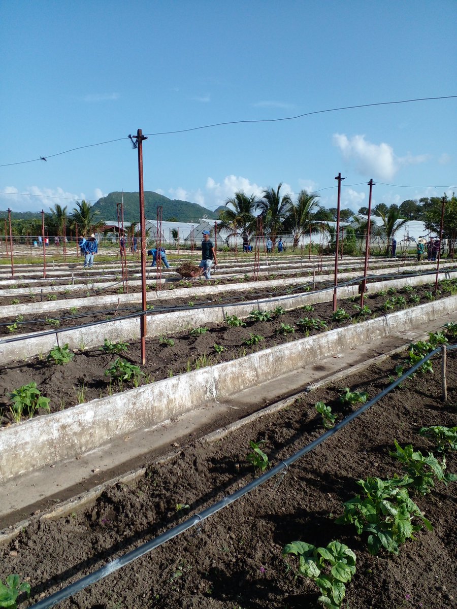 El aporte de todos es vital en el desarrollo de la agricultura en el municipio isla de lajuventud.
ETECSA aportando en el organoponico las Celias . Asi de limpios quedaron.
#Conto