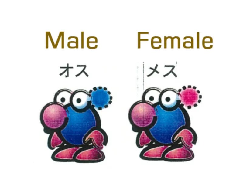 pikmin_facts's tweet photo. New info about Pikmin’s development:

-Pikmin comes from “ippiki” Japanese for “one small animal”
-It started planning in SNES->N64 era
-They wanted it to be darker and more somber, took inspiration from Tim Burton
-They started using the term“Dandori” in Pikmin 3 https://t.co/cTFiKoM90X