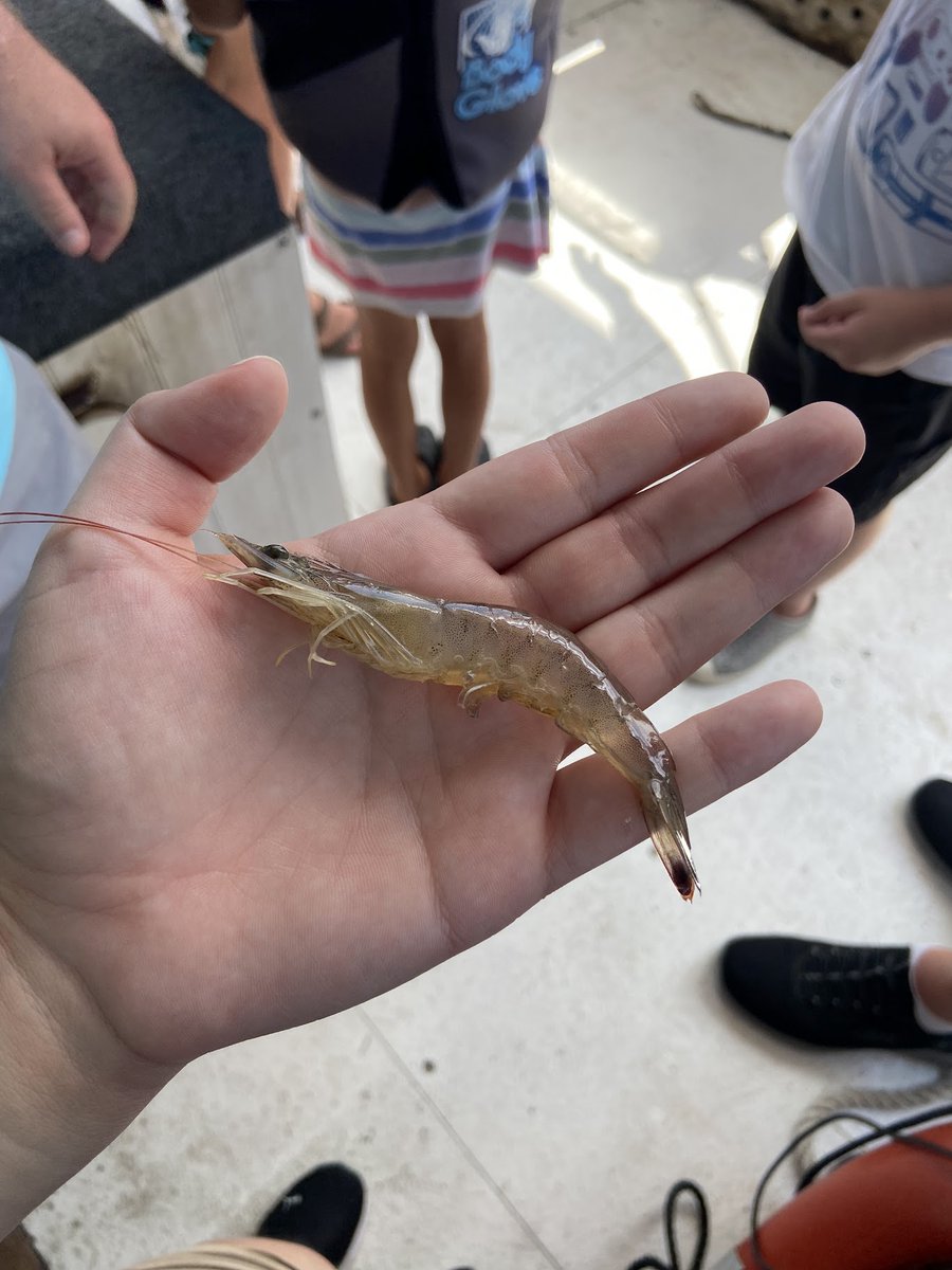 AU_Conservation's tweet photo. 🚨🦐PhD student Jillian Sower (@ALMSOysterCoP) recently rode on the Biloxi Shrimping Trip boat tour in the Mississippi Sound. Read more about Jill's experience on the tour below:

https://t.co/7UfnVhrKEJ https://t.co/SJc9u7zClH