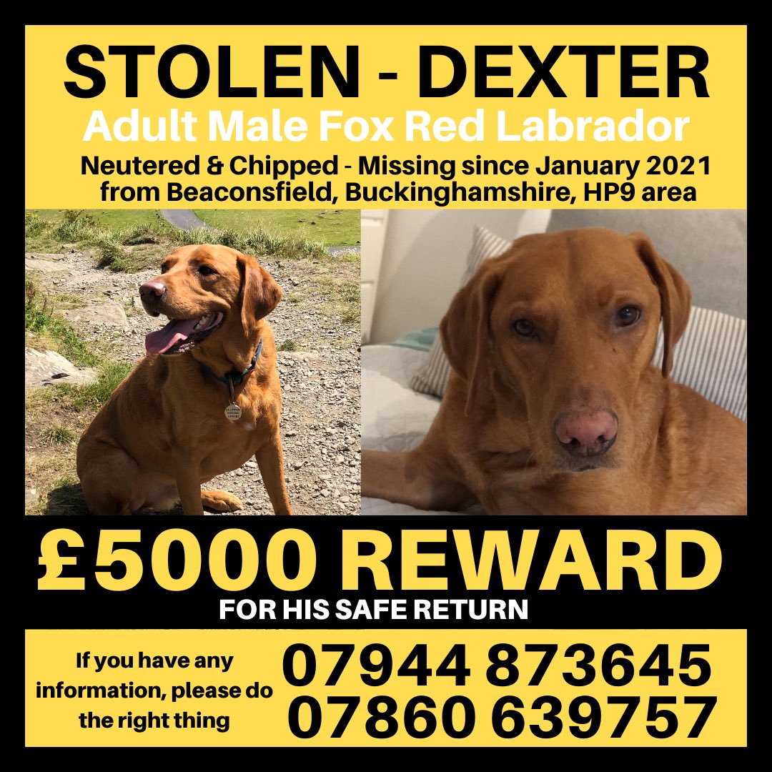 getdexterhome's tweet image. Please consider our boy to have a feature if possible. He hasn’t been home since January 2021 and is severely missed 💔 #GetDexterHome