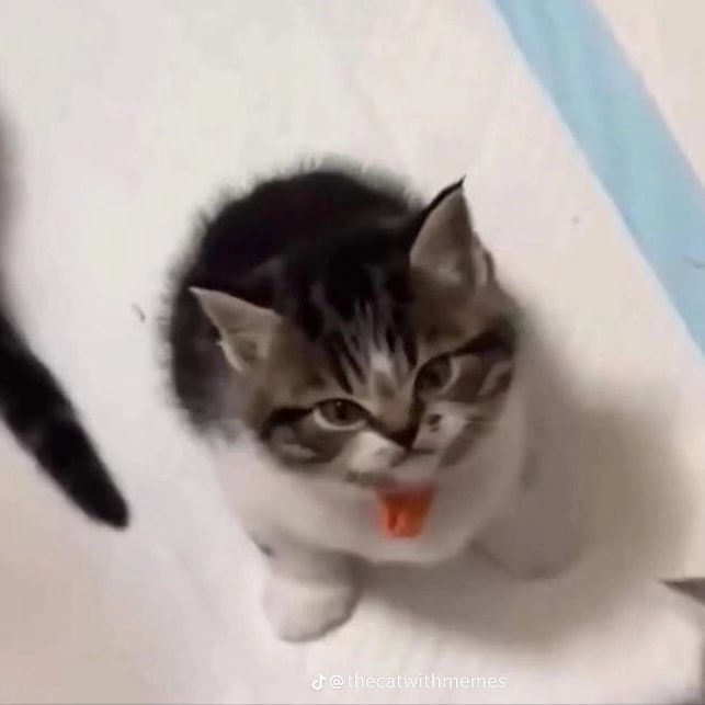 sol (@solfinesse) on Twitter photo 