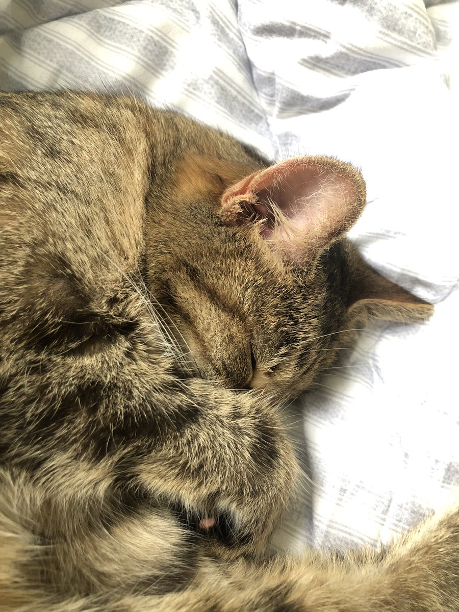 my precious cat Becky (she’s technically my sister’s but whatever). she survived the trip to South Korea even with a transfer. she did not pee for 2 days and didn’t poop for 3-4 days 😭 she’s normal now that we’ve settled in