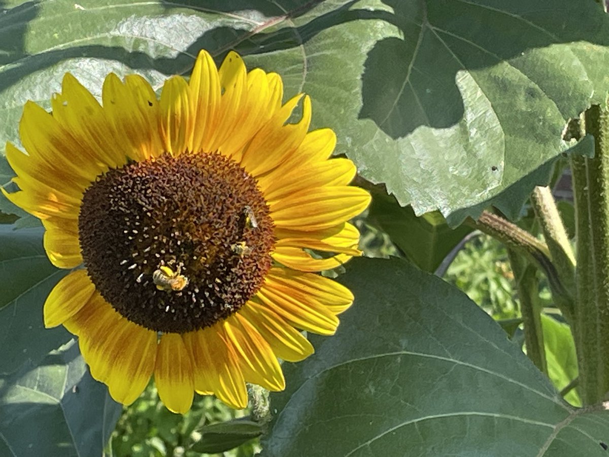 specProjectsLab's tweet image. The bees are working hard this morning outside my classroom. @ROVpalau @SJSHSPanthers @StockCommNews @MichiganFFA