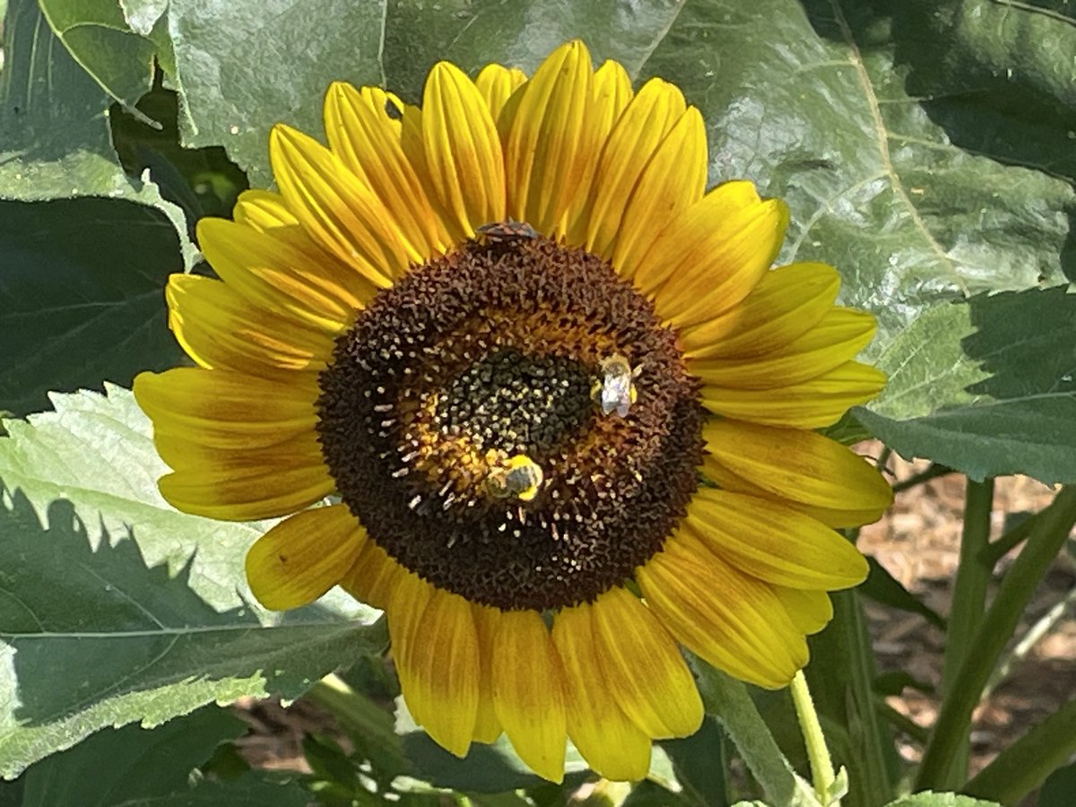 specProjectsLab's tweet image. The bees are working hard this morning outside my classroom. @ROVpalau @SJSHSPanthers @StockCommNews @MichiganFFA