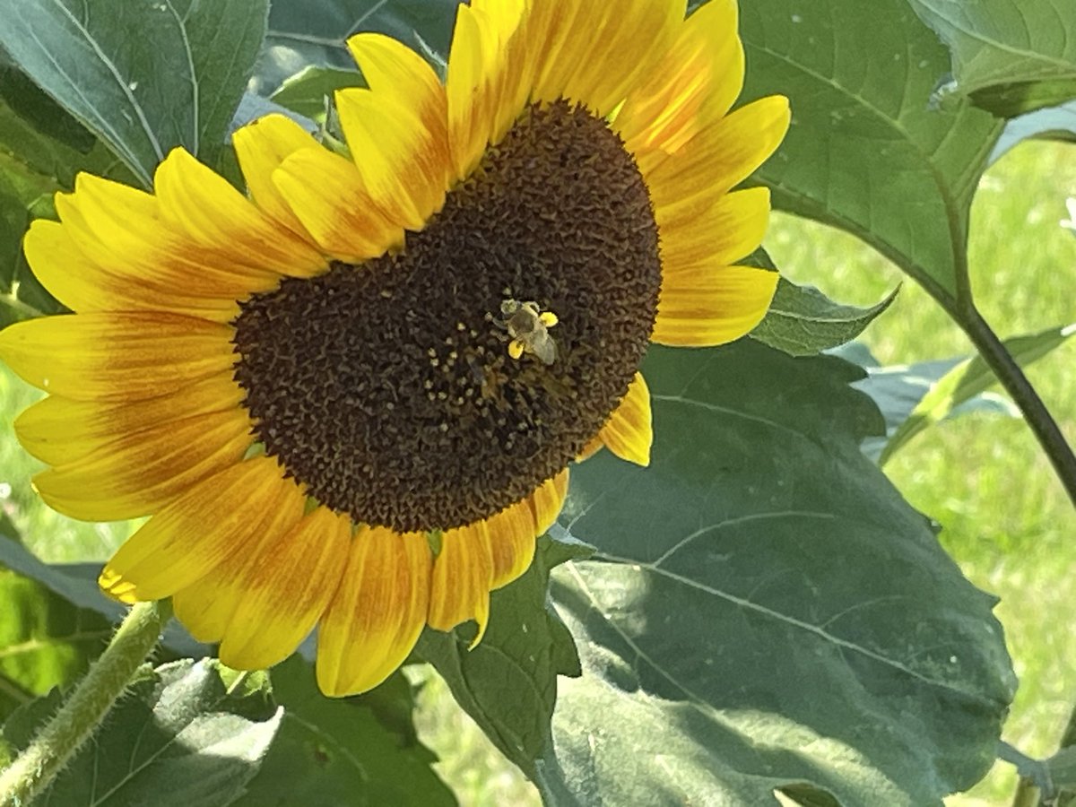 specProjectsLab's tweet image. The bees are working hard this morning outside my classroom. @ROVpalau @SJSHSPanthers @StockCommNews @MichiganFFA