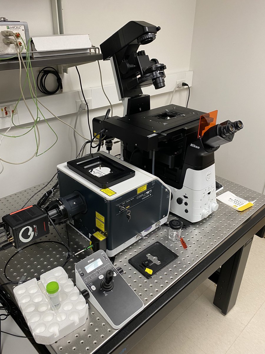 Excited 🥳 to get official notice for 1st (non-transferred) @NIH_NIAMS grant to @SimpsonLabUW @UWMedicine. Via this R03, we’ll use live microscopy of organoid human skin to learn how keratinocytes use #autophagy to remodel/degrade organelles like ER to form the epidermal barrier.