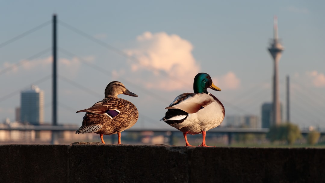 Don't look now... the Ducks are taking over the city. Let our team help your business take over the city, too!
oddduckmedia.com

#OddDuckMedia #BeAnOddDuck #SEO #SanAntonio #WebDesign #SALocal #SABusiness #SanAntonioBiz #BusinessMarketing #DigitalMarketing